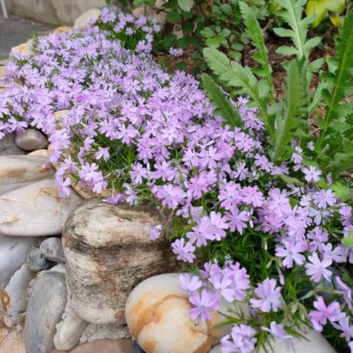 Semi di Phlox da tappeto - balcone, giardino Phlox subulata - vecchie varietà di rare resistenti per il giardino di selvatici perenni 100pcs