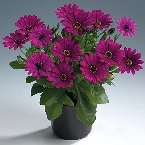 Creative Farmer Flower Seeds : Daisybushes Hybird Semi Indoor Suitable Garden [Home Garden Seeds Eco Pack] Plant Seeds (B078RH7VY6) Amazon Price History, Amazon Price Tracker