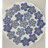 コンパクト 押し花 ネモフィラ 少量パックでお届け (ネモフィラブルー・大・20枚)