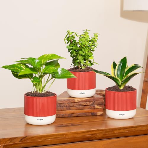 Image of Kyari Combo of 3 Indoor Plants - Lucky Jade, Golden Hahnii, Money Variegated with Red Brick Self Watering Pot 4 Inch - Live Plants for Home Decor, Living Room, Office Desk - Air Purifying Plant Set