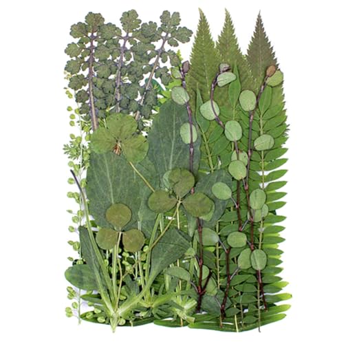 30 hojas prensadas secas diversas para manualidades miniatura 1