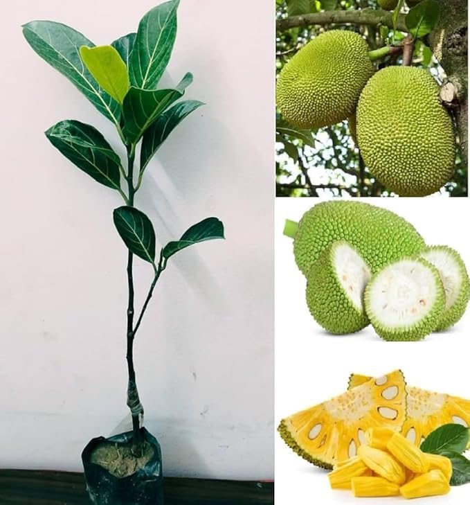 Image of Live Jackfruit Plant | Hybrid Grafted Variety | Healthy Fruit Plant for Home Garden, Farm & Outdoor Plantation