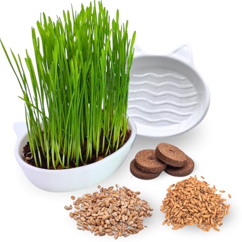 Green Mageo 4er Set Katzengras Samen - Gras Anzuchtset für Katzen - Gras zum Fressen für die Katze - 4x Katzengrassamen Set - Katzengras für Balkon und...