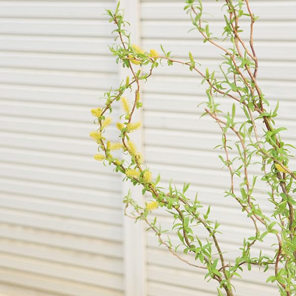 Amazon.co.jp: 庭木・植木 苗木 花材：雲竜柳（うんりゅうやなぎ 