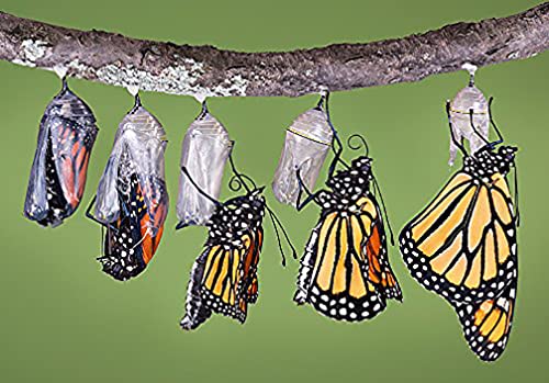 Narrowleaf Milkweed Seeds - 50 Mexican Whorled Milkweed Seeds, The West's Primary Food for Monarch Butterflies