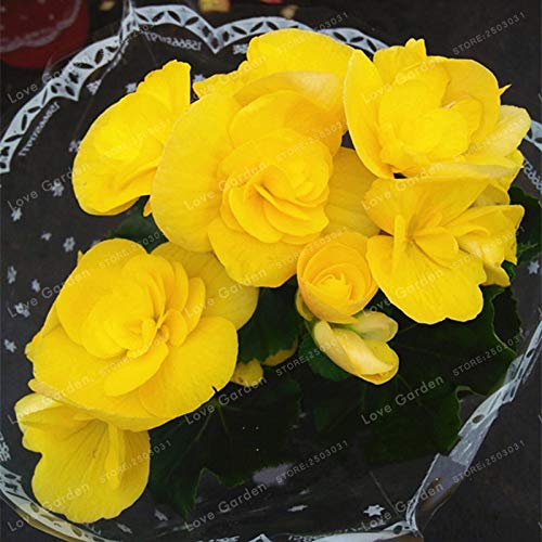 Graines De Fleurs De Bégonia Pour Un Beau Jardinage Jaune Paquet De 100 Graines