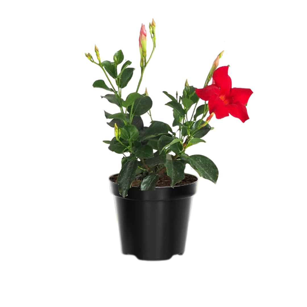 2 Red Mandevilla Plants Live