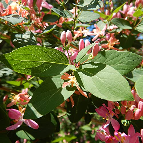 Lonicera Tatarica Seeds Tartarian Honeysuckle Deciduous Shrub Fragrant Pink Flowers Attract Butterflies Garden Borders Outdoor 10Pcs Flower Seeds By Yegaol Garden #TOP4