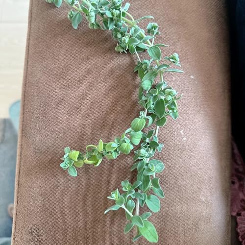 semi di maggiorana perenni - giardino copertura del terreno, balcone 200pcs