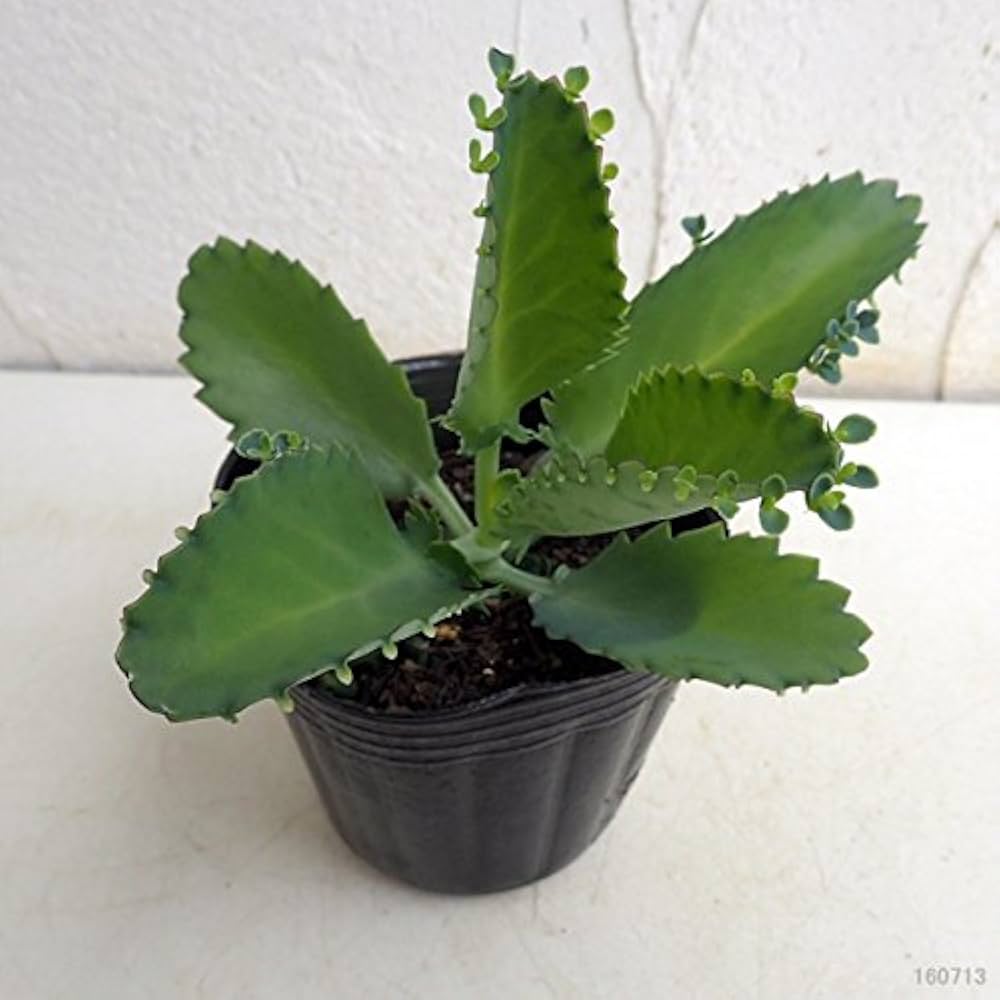 Y*e様 【ラスト小葉/安心の発根済株/鉢込/新芽3か所程度】 斑入り パンダガ 51XMXAJ5q6L._UF1000,1000_QL80_.jpg