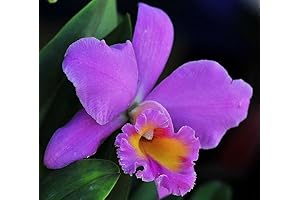 New Fresh 40pcs Cattleya Orchids Flower Seeds