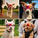 Wanmu hundebrille für kleine Rassen, UV-Schutz Hunde Sonnenbrille mit Verstellbaren Riemen, Winddicht Stylisch Haustier-Augenschutz für Autofahren, Outdoor-Aktivitäten Augenschutz(Rosa)