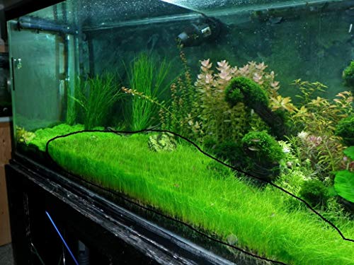 Marcus Fish Tanks - 3X Dwarf Hair Grass Eleocharis Parvula Live Aquarium Plants Carpeting Plant For Aquatic Freshwater Fish Tank #TOP7