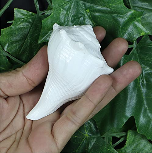 Ashirwad Dakshinavarti Original Shankh Valampuri Sangu Right Handed Lakshmi Shankh Conch Shell (3 Inch) #TOP3