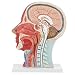 Skull Model, Skull Anatomy Model Medical Head Model Anatomical Medical Life Size Head Brain Neck Section Study Model
