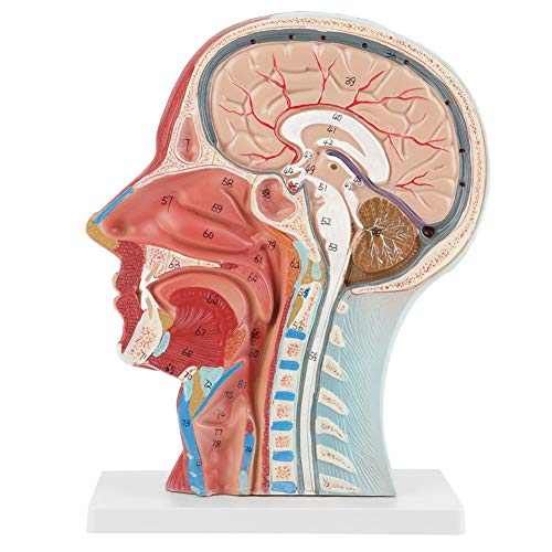 Anatomical Medical Head Model Anatomical Science Education Life size Head Brain Neck Median Section Study Model with Highly Detailed Numbers Marked