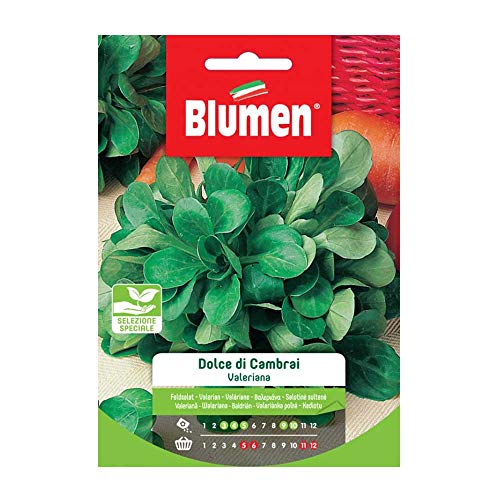 BLUMEN SEMENTI, VALERIANA DOLCE DI CAMBRAI, selezione speciale