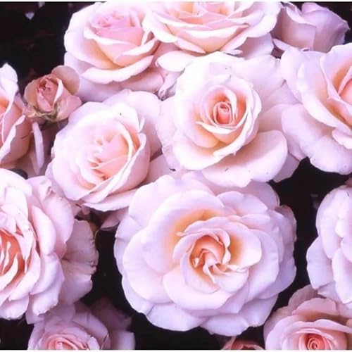 YouGarden Rose 'Fab at 40' â„¢ 4 Litre Pot, Soft Pink Celebration Roses, Ready to Plant Bush Rose, for Pots, Beds, and Garden Borders