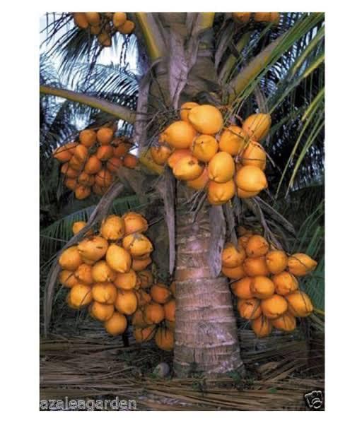 Hybrid coconut tree Hazari narkel Malayan Live Plant Kerala Coconut
