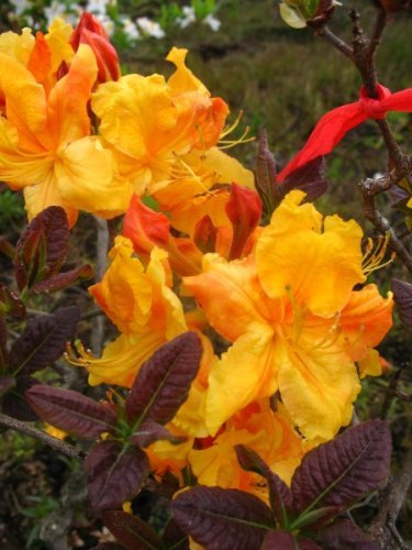 bronzegelb blühende Garten Azalee Rhododendron luteum Klondyke 30-40 cm hoch im 5 Liter Pflanzcontainer