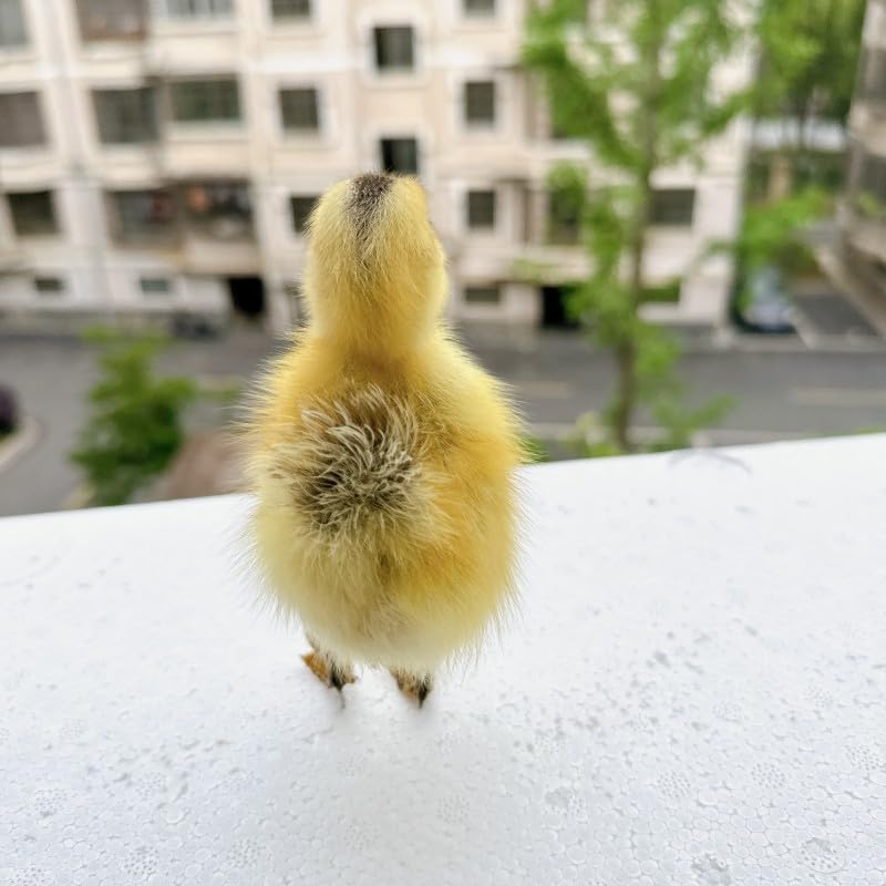Bismuth Crystal Specimen - XX Large (~55-70mm)