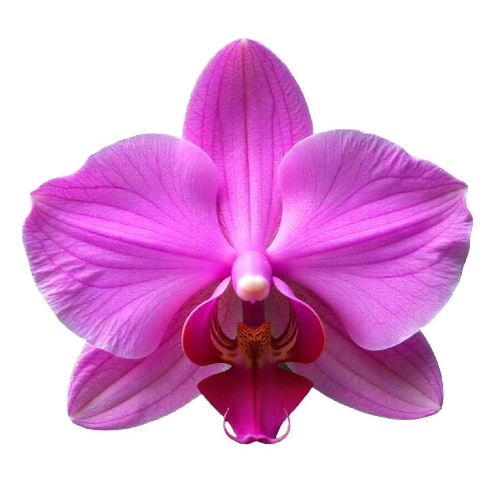 Gran Velada - Duftöl Aromatisches Exotische Blumen 1000 ml | Duftöl für Seifen, Kerzen & Kosmetik, Parfümöl für Diffuser, Rohstoff für DIY Naturkosmetik, Hochkonzentriertes Aroma