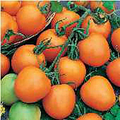 Jaune Flamme Tomato Seeds (20+ Seeds) | Non GMO | Vegetable Fruit Herb Flower Seeds for Planting | Home Garden Greenhouse Pack