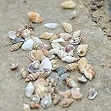 Viele kleine Muscheln und Schnecken