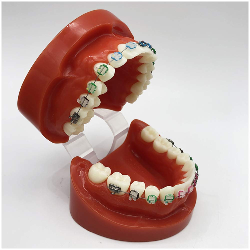 Model Zębów Typodont, Demonstracyjny Model Ortodontyczny Dental Typodont, Model Do Nauki O Zębach Zębowych, Model Dydaktyczny Do Nauczania Przedmiotów Ścisłych,