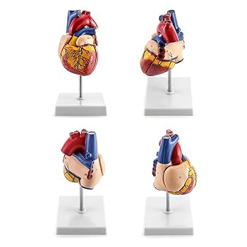模型　心臓 41DxPUaWirL.jpg