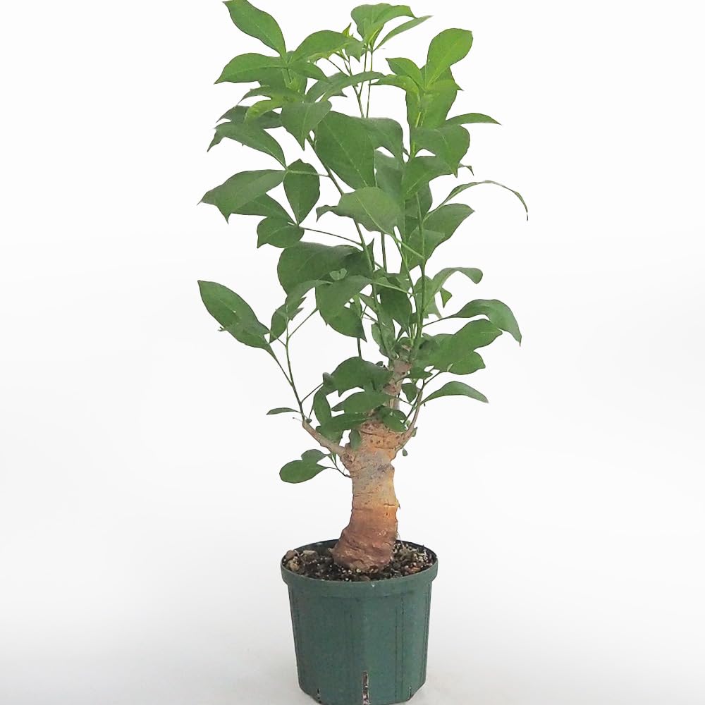 バオバブ 観葉植物 ミニ 植物 観葉植物 B66 バオバブの木 アダンソニア