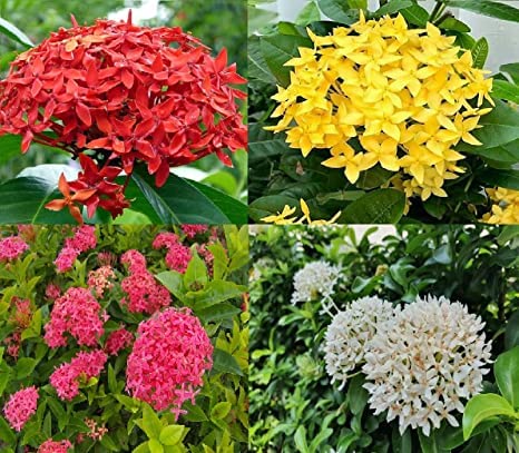 Greenvalue Ixora/Rangon Flower Healthy Live Plant, Four Combo Pack of 4 (B0BSVCB4RY) Amazon Price History, Amazon Price Tracker