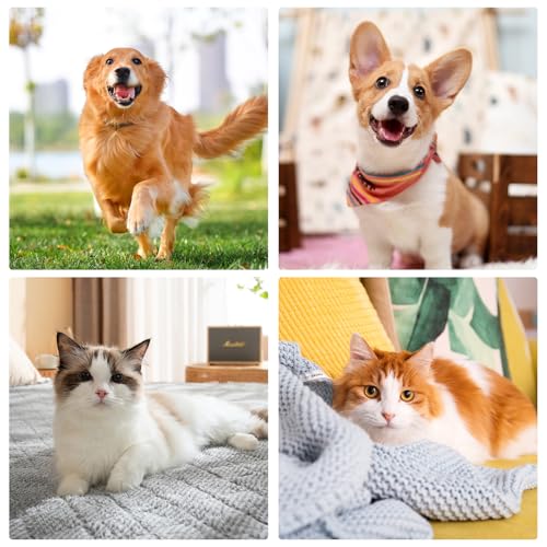 6 Stücke Tablettengeber für Katzen, Medikamenten Feeder Pet Pusher, Katzen Tabletten Verabreichen, Haustier Pet Pillenwerfer Wiederverwendbare Pusher Tablet, Pill Assist Katze für Katzen kleine Hunde