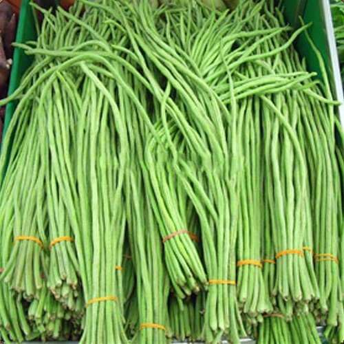 100pcs Green Long Beans Vegetable Seeds