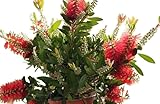 Planta natural. Callistemon Captain Cook Arbusto Natural para Diseño de Jardines