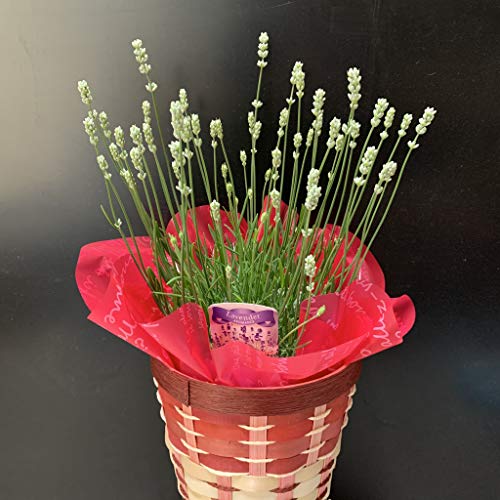 SHOPマルハナ 母の日ギフト 鉢植え イングリッシュラベンダー カゴラッピング・母の日カード付き (アロマンスホワイト)のサムネイル