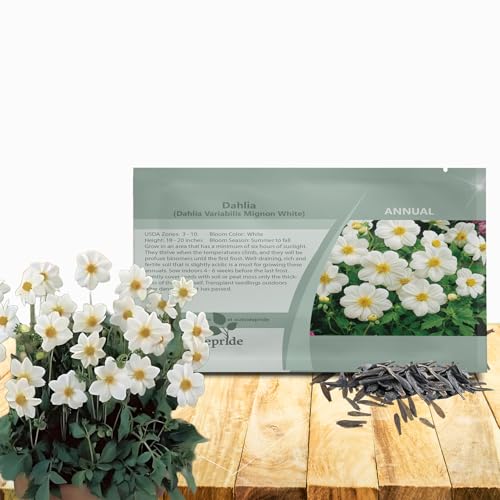 Outsidepride Mignon White Dahlia Seeds for Planting - 1000 Pcs Annual, Easy to Grow, Season-Long Flower Seeds with Colorful Blooms for Containers, Pots, Borders, & Gardens, Suitable as Cut Flower