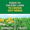 Scotts Turf Builder Weed and Feed3 - Weed Killer Plus Lawn Fertilizer, Controls Dandelion and Clover, Grass Fertilizer For Up To 15,000 sq. ft., 42.87 lbs.