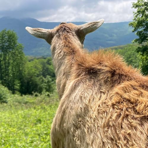 Pruning Experts 🌿 Bring in the Goats! Podcast Por  arte de portada