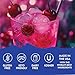 Jordan's Skinny Mixes Sugar Free Syrup, Cherry Cola Flavor, Fruit Flavored Water Enhancer, Drink Mix for Iced Tea, Lemonade, Drinks, Low Calorie Water Flavoring, Dairy & Gluten Free Kosher, 25.4 Fl Oz