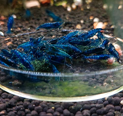 GARNELEN4YOU® Neo Algen Sticks – Wachstums- & Fortpflanzungs-Booster für Neocaridina Garnelen – Premium Garnelenfutter – nachhaltige Verpackung – Made in Germany – 30 g