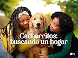  Cachorritos: buscando un hogar