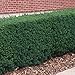 Produktbild 12 Heimische-Eibe 15-35 Taxus baccata winterhart T9x9 immergrün Hecken Pflanzware