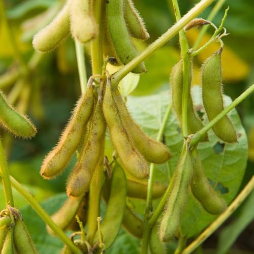 semillas de soja, semillas de frijol Semillas de edamame, Glycine max, de invierno 400pcs
