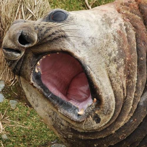 Bird Flu Outbreak in Australia, Authorities Warn Child-Like Dolls, Australia's Super Assets Exceed 1T, Melbourne Develops New CBDs, and more...