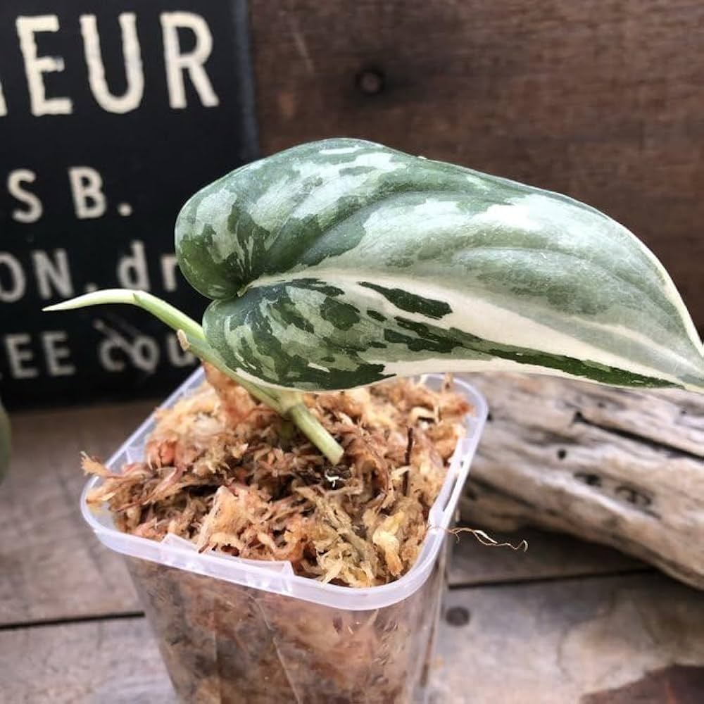 スキンダプサス マヤリ SCINDAPSUS MAYARI スキンダプサス マハリカ / Scindapsus maharlika (026c