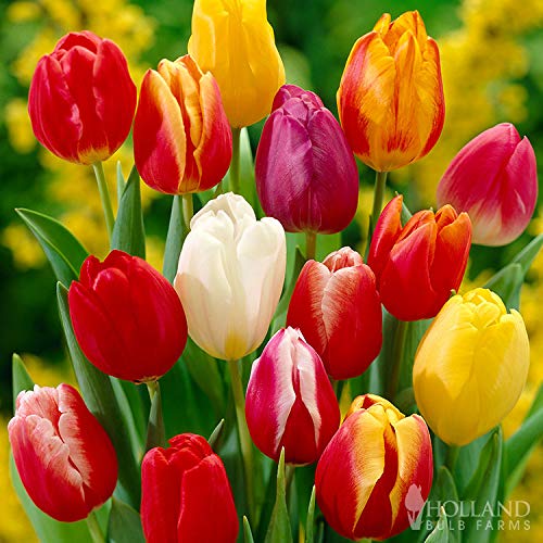 Darwin Hybrid Tulip Mix Flower Bulbs - 25 Bulbs per Pack - Good as Cut Flowers - Perennializing - Easy to Grow Live Plants - Outdoor Garden