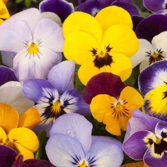 Pansy Flower Seeds Hybrid Pansy Seeds Hybrid Pansy Flower Plant