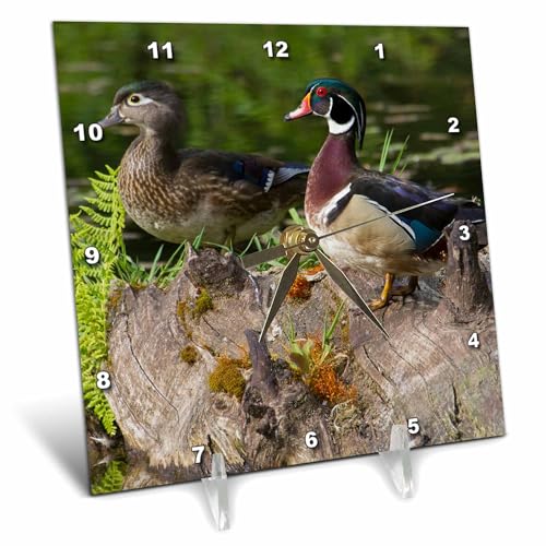 3dRose 6x6 Desk Clock - Wood Duck Pair Ducks