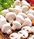 Pilzkultur Baldur Garten Weiße Edel-Champignons im Set zur Pilzzucht